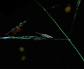 Grass stalk with insect.