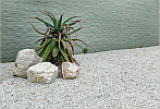 Organic growth surrounded by inorganic stone.