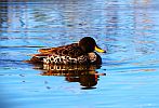 A yellow- billed duck at Rietvlei nature reserve