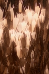 Moth scales