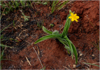 After the fire the Hypoxis flowers again!