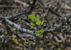 New growth.