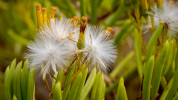 Barberton groundsel (Senecio barbertonicus)